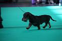 Crufts_dachshunds 077